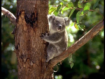 a fluffy koala bear